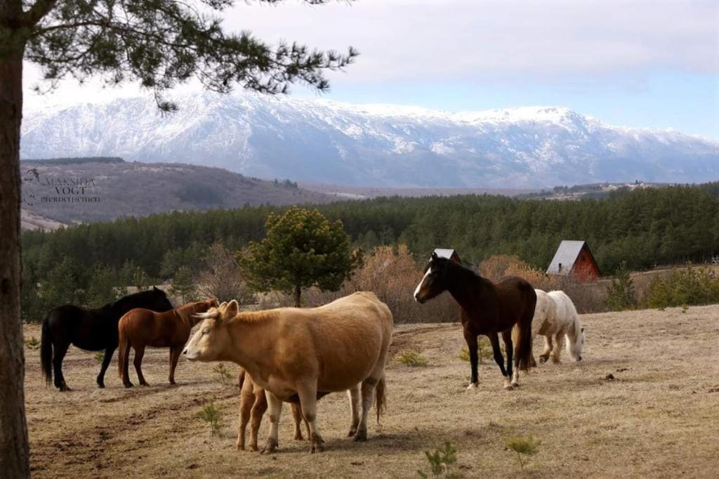 Ranc Crna Stina Livno