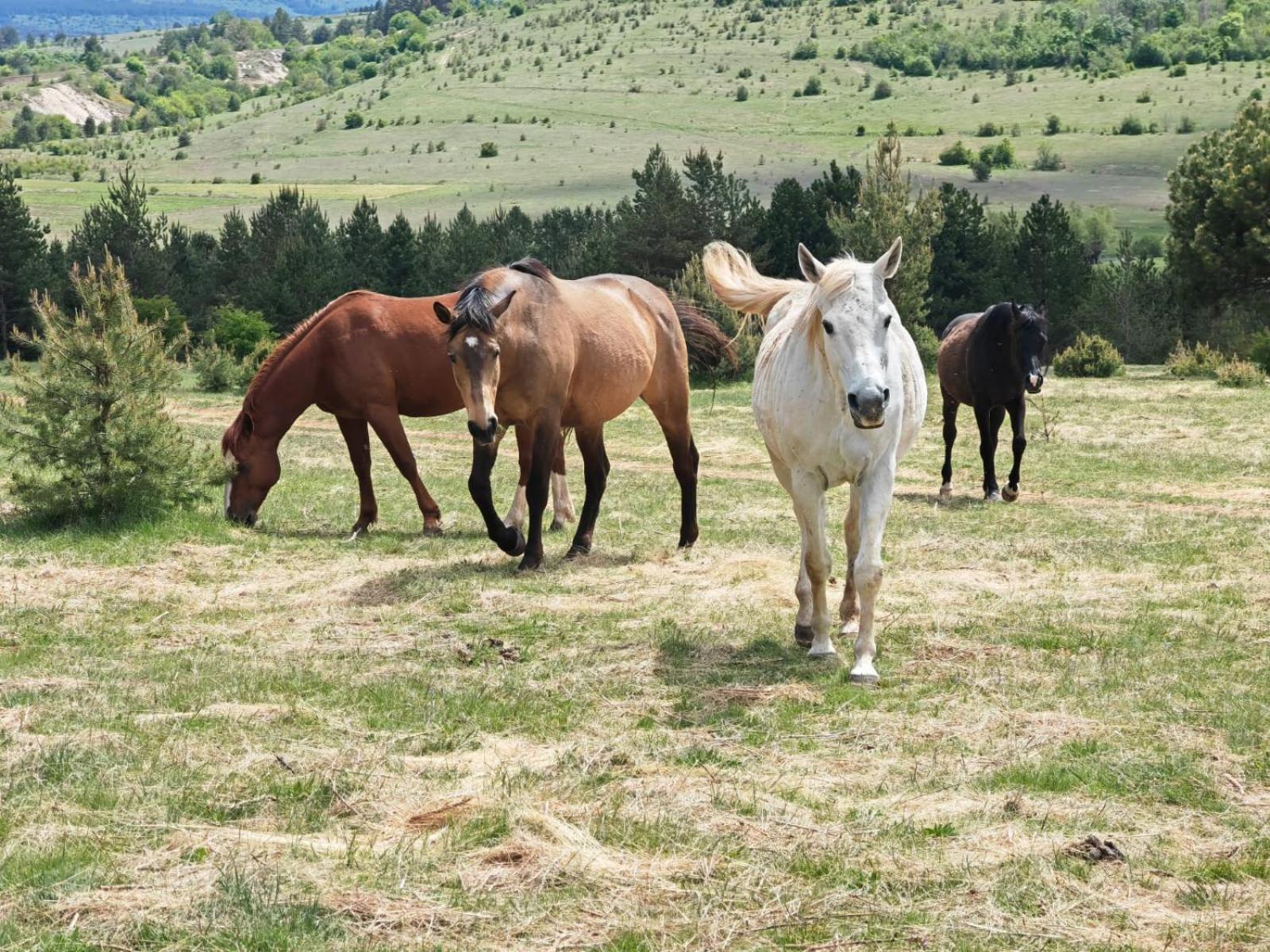 Ranc Crna Stina Holiday home Livno